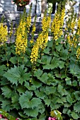 LIGULARIA LITTLE ROCKET