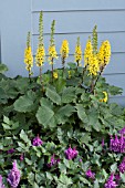 LIGULARIA LITTLE ROCKET