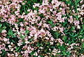 GYPSOPHILA REPENS ROSEA