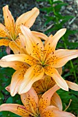 LILIUM PUMPKIN SWEET