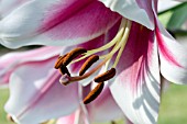 LILIUM SILK ROAD