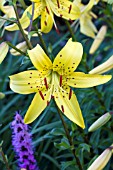 LILIUM YELLOW STAR