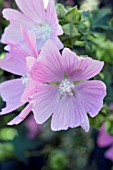 MALVA ALCEA FASTIGIATA