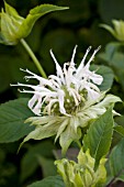 MONARDA DIDYMA WHITE