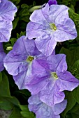 PETUNIA ALADDIN SKY BLUE