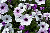 PETUNIA TIDAL WAVE SILVER