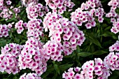 PHLOX PANICULATA BRIGHT EYES