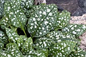 PULMONARIA JANET FISK