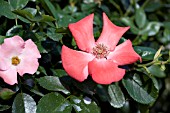 ROSA FLOWER CARPET CORAL