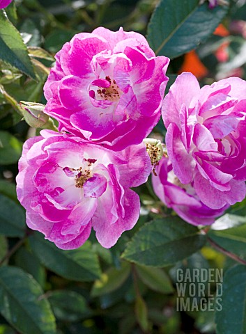 ROSA_NORTHERN_ACCENTS_SVEN