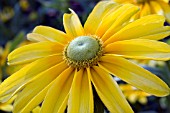 RUDBECKIA HIRTA INDIAN SUMMER