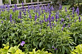 SALVIA FARINACEA VICTORIA BLUE