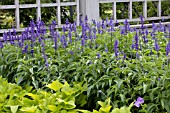 SALVIA FARINACEA VICTORIA BLUE