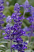 SALVIA FARINACEA VICTORIA