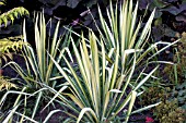 YUCCA FILIFERA GOLDEN SWORD