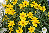 ZINNIA ANGUSTIFOLIA CRYSTAL YELLOW