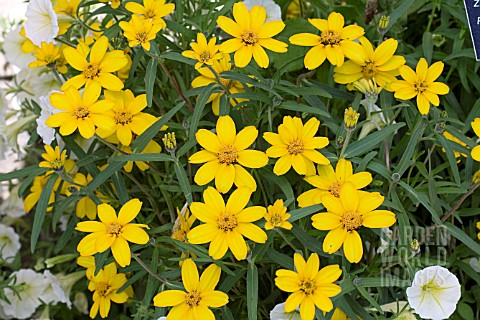 ZINNIA_ANGUSTIFOLIA_CRYSTAL_YELLOW