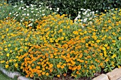 ZINNIA ANGUSTIFOLIA MIX