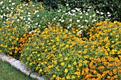 ZINNIA ANGUSTIFOLIA MIX