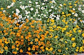 ZINNIA ANGUSTIFOLIA MIX