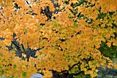 ACER SACCHARUM, (AUTUMN/FALL FOLIAGE)