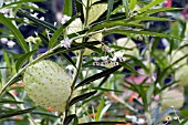 ASCLEPIAS PHYSOCARPUS BALLOON COTTONBUSH