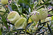 ASCLEPIAS PHYSOCARPUS BALLOON COTTONBUSH