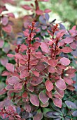 BERBERIS THUNBERGII,  GOLDEN RING