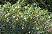 ASCLEPIAS PHYSOCARPUS BALLOON COTTONBUSH