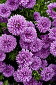 ASTER HENRY III