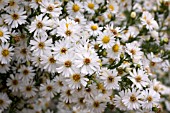 ASTER LATERIFLORUS HORIZONTALIS