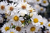 ASTER LATERIFLORUS HORIZONTALIS