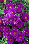 ASTER NOVAE-ANGLIAE PURPLE DOME