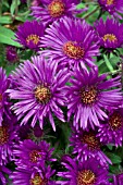 ASTER NOVAE-ANGLIAE PURPLE DOME