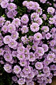 ASTER PETER III