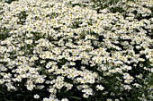 BOLTONIA ASTEROIDES SNOWBANK