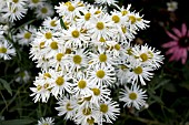 BOLTONIA ASTEROIDES SNOWBANK