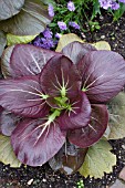 BRASSICA RAPA RED CHOI