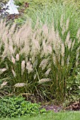 CALAMAGROSTIS BRACHYTRICHA