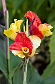 CANNA CLEOPATRA