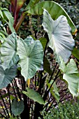 COLOCASIA BLACKWATER