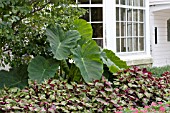 COLOCASIA ECULENTA AND PERILLA, IN FRONT GARDEN