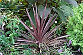 CORDYLINE RED SENSATION