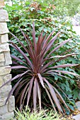 CORDYLINE RED SENSATION