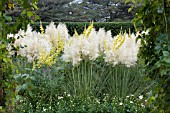 CORTADERIA SELLOANA PUMILA