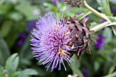 CYNARA CARDUNCULUS WITH BEE