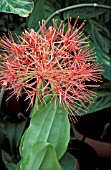 HAEMANTHUS,  FLOWER AND FOLIAGE