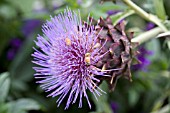 CYNARA CARDUNCULUS WITH BEES