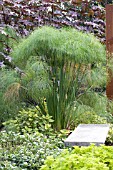 CYPERUS PAPYRUS