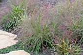 ERAGROSTIS SPECTABILIS TUMBLE GRASS